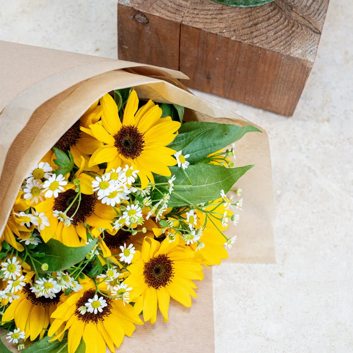 Brassé Tournesol