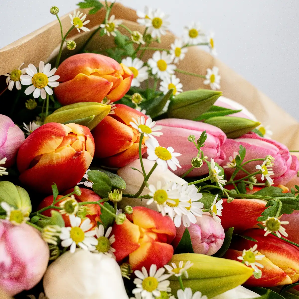 Brassé Tulipe